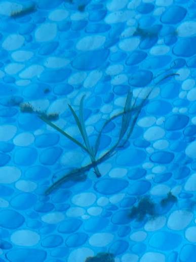 Addressing the Nutgrass Problem Around Above Ground Swimming Pools - {{Shop name}}